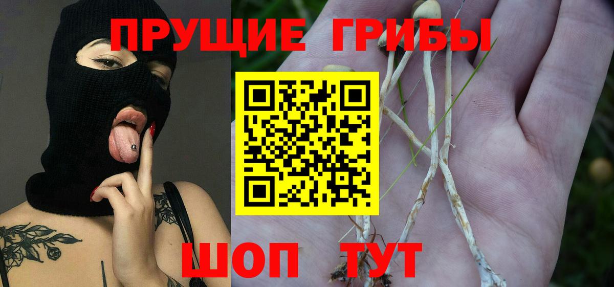 Галлюциногенные грибы Psilocybine cubensis Ипатово
